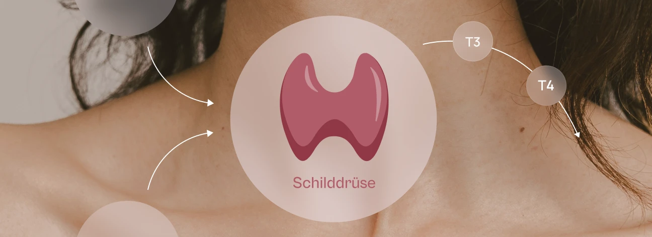 Kleines_Organ_grosse_Wirkung.webp